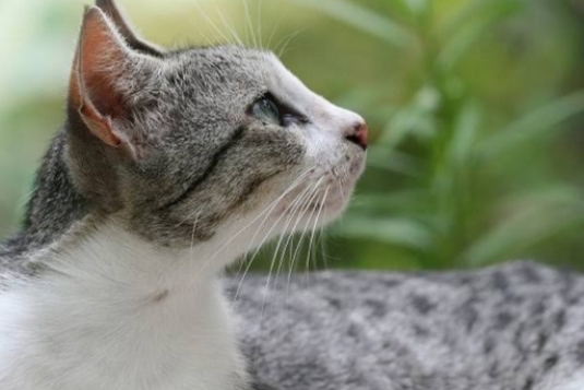 Jangan Keliru! Ini Dia Perbedaan Kucing Jawa dengan Kucing Kampung