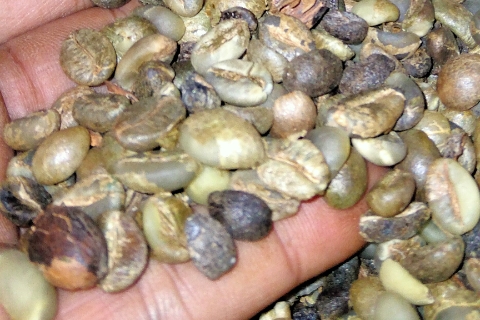 Petani Kopi Full Senyum Lagi! Sempat Turun, Harga Kopi Dikabarkan Kembali Naik, Cek Harga Terkini 