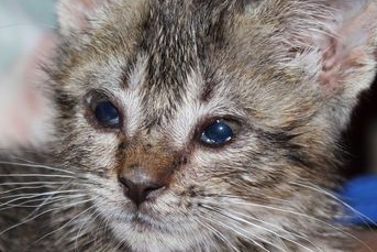 Apa Penyebab Mata Kucing Mengeluarkan Kotoran Terus Menerus? Perhatikan 6 Faktor Ini