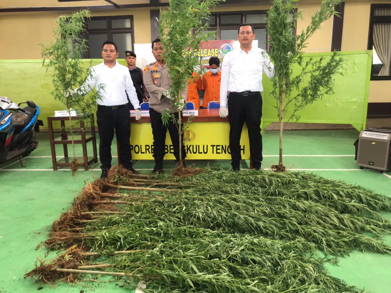 BREAKINGNEWS: Polisi Temukan Puluhan Batang Ganja, Lokasi Penanamannya Bikin Geleng-Geleng