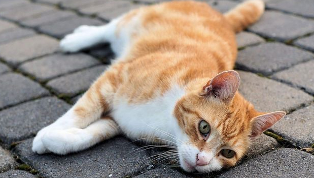 5 Cara Ampuh Membuat Kucing Liar Betah Tinggal di Rumah Kita, Bukan Hanya Sekedar Kasih Sayang Saja Loh!