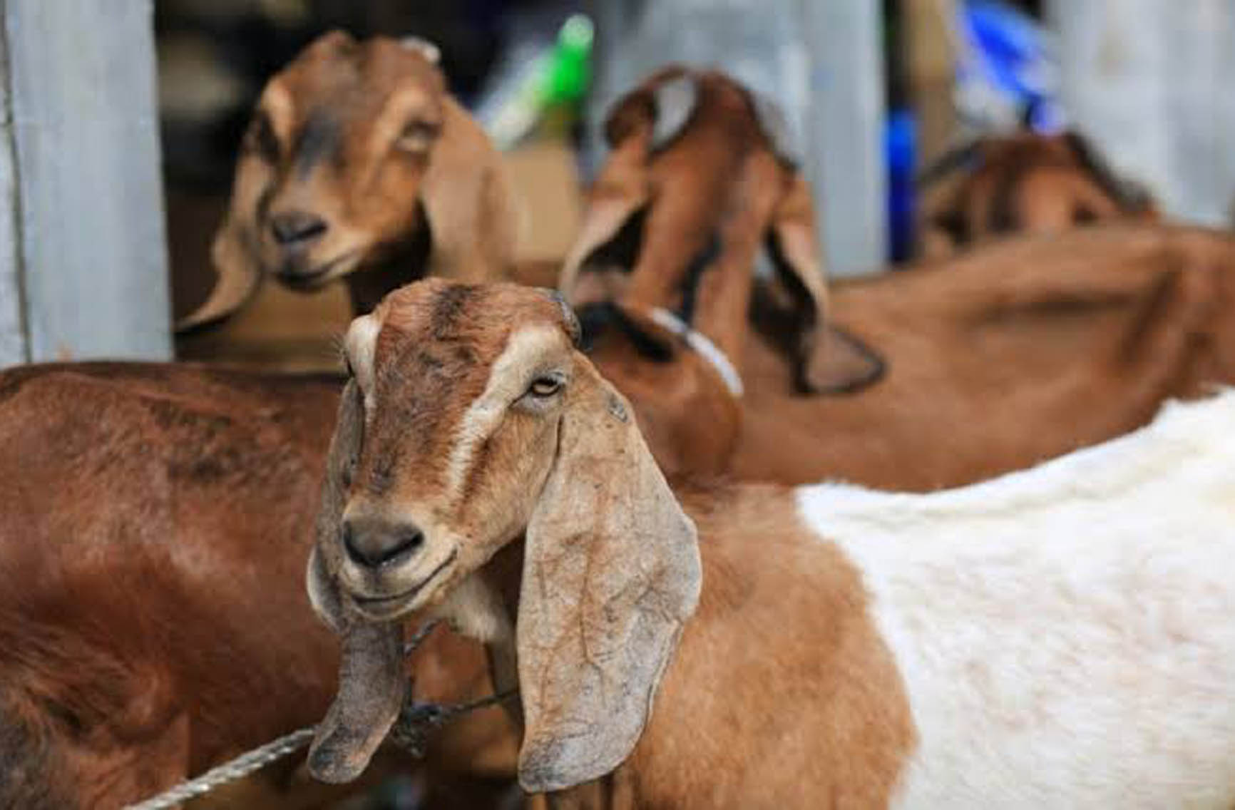 Cek Harga Kambing Kurban 2025 Jelang Idul Adha, Bisa Beli Online Mulai Rp1 Jutaan!