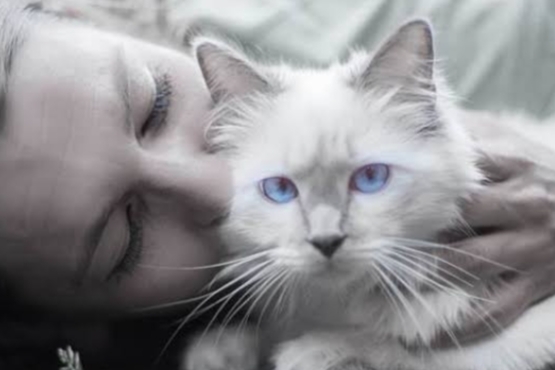 Cat Lovers Wajib Tahu, Begini Cara Melatih Kucing Agar Nurut dan Patuh