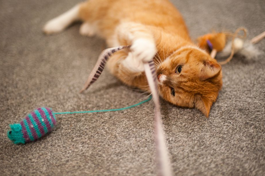 Pakai 10 Trik Jitu Ini, Dijamin Kucing Hasil Adopsi Bisa Cepat Jinak