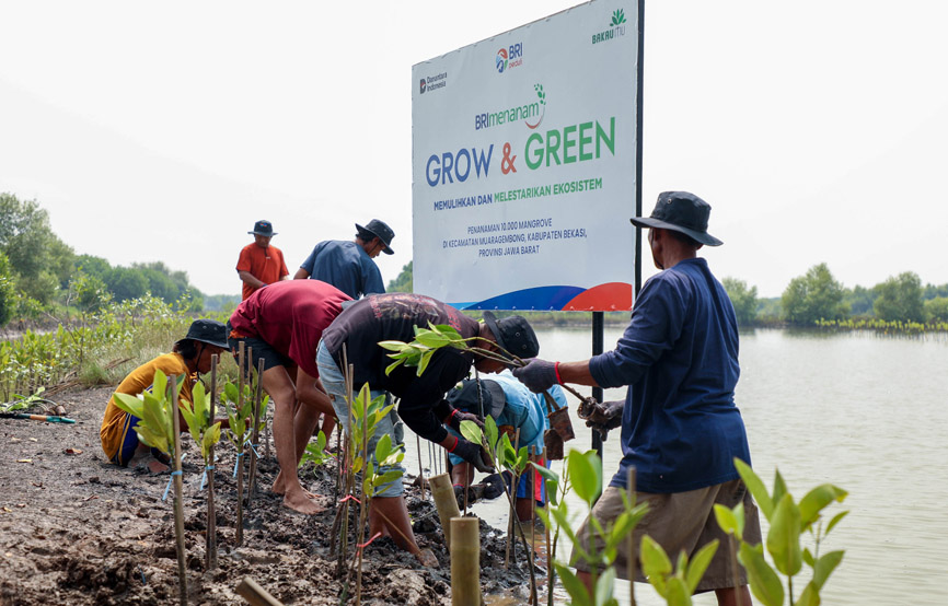 Peringati Hari Mangrove Sedunia, BRI Pertegas Komitmen Selamatkan Lingkungan Lewat Perbaikan Ekosistem Pesisir