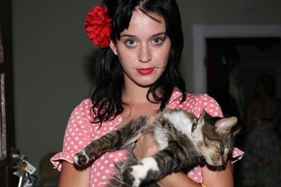 Mengenang Kitty Purry: Kucing Kesayangan Bintang Pop Dunia Katy Perry
