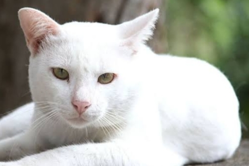 Dipercaya Pembawa Keberuntungan, Inilah Sederet Fakta Menarik Kucing Putih