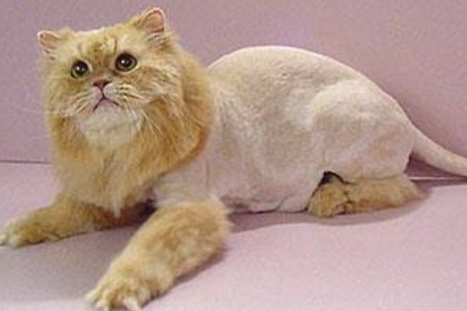 Lion Cut: Seberapa Penting Bagi Kesehatan Bulu dan Kulit Kucing 