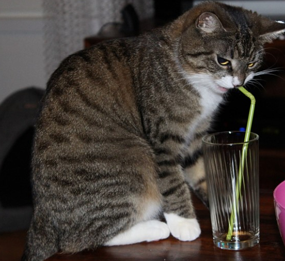 Apakah Air Bekas Minum Kucing Najis? Ada 3 Faktor yang Mempengaruhinya Menurut Sains