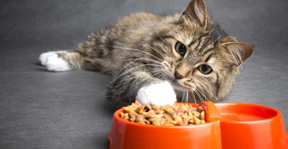 Anti Ribet! Begini Cara Mengatasi Agar Kitten Mau Makan Dry Food atau Makanan Kering 