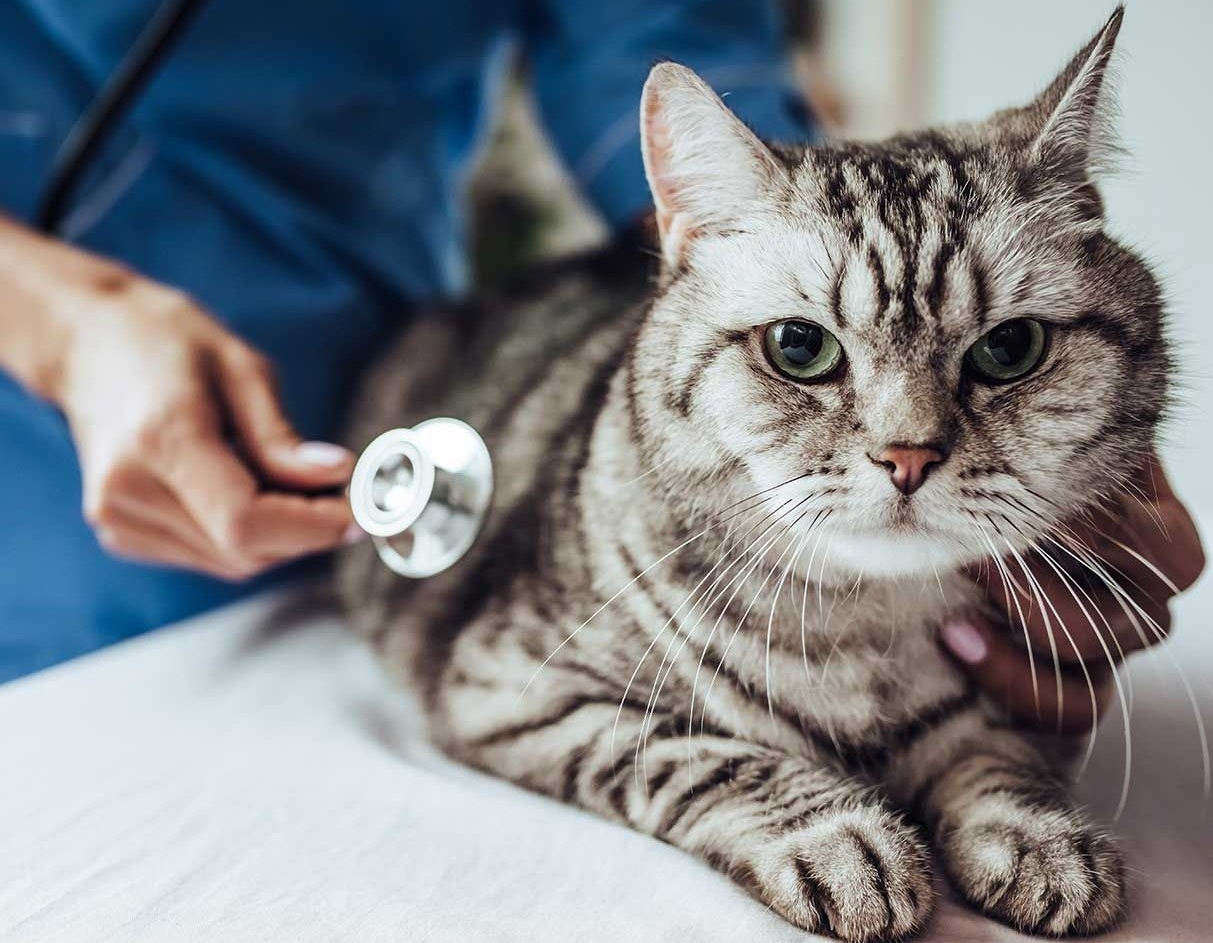 Inilah 10 Tips Menjaga Kesehatan Kucing Saat Musim Pancaroba