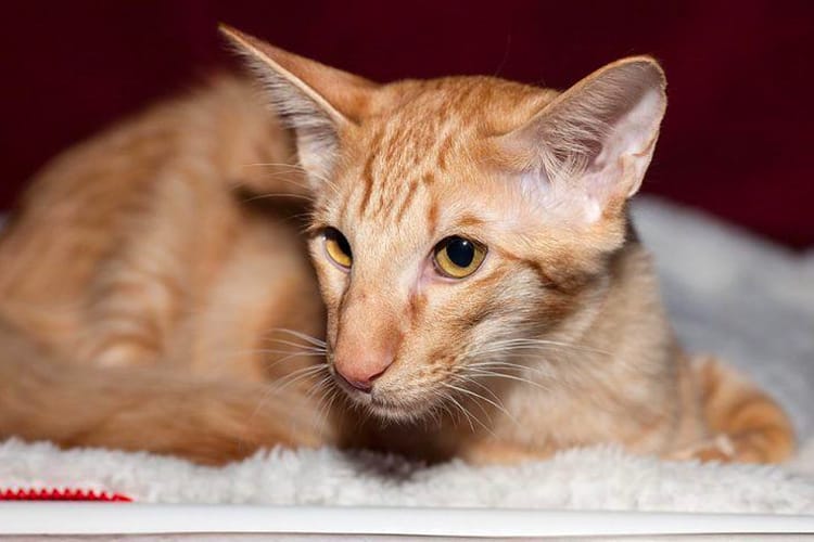 Fakta Unik Kucing Jawa yang Wajib Cat Lovers Tahu