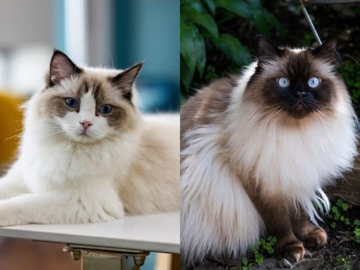 Asal Usul Hingga Perawatan, Ini Perbedaan Kucing Ragdoll dan Kucing Himalaya