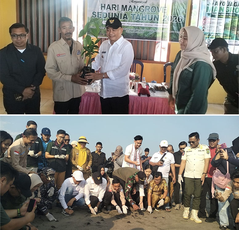 Peringati Hari Mangrove Sedunia 2026, Pemkab Bengkulu Tengah Tanam 1.000 Bibit dan Lepas 100 Tukik