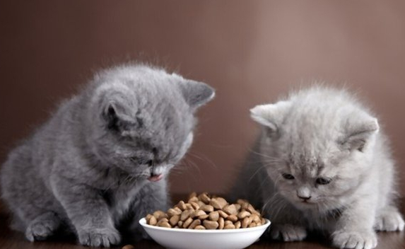 Diumur Berapa Waktu yang Tepat Untuk Memberikan Makanan Basah atau Kering Untuk Kitten?