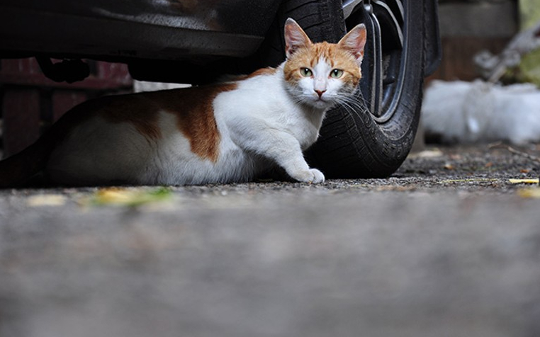 Ketahui Sejarah Menabrak Kucing di Jalan Bikin Sial