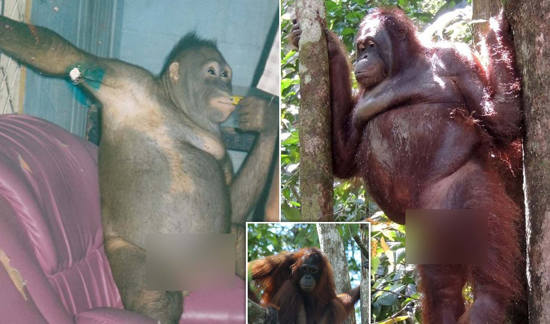 Viral di Media Sosial, Orang Utan Diduga Jadi PSK di Kalimantan Tengah Dibayar Rp38 Ribu, Bulu Dicukur Paksa