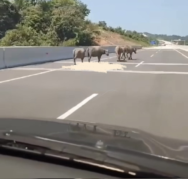 Berikut Fakta Terbaru Sekawanan Kerbau Masuk Tol Bengkulu-Taba Penanjung, Oh Begini Ternyata