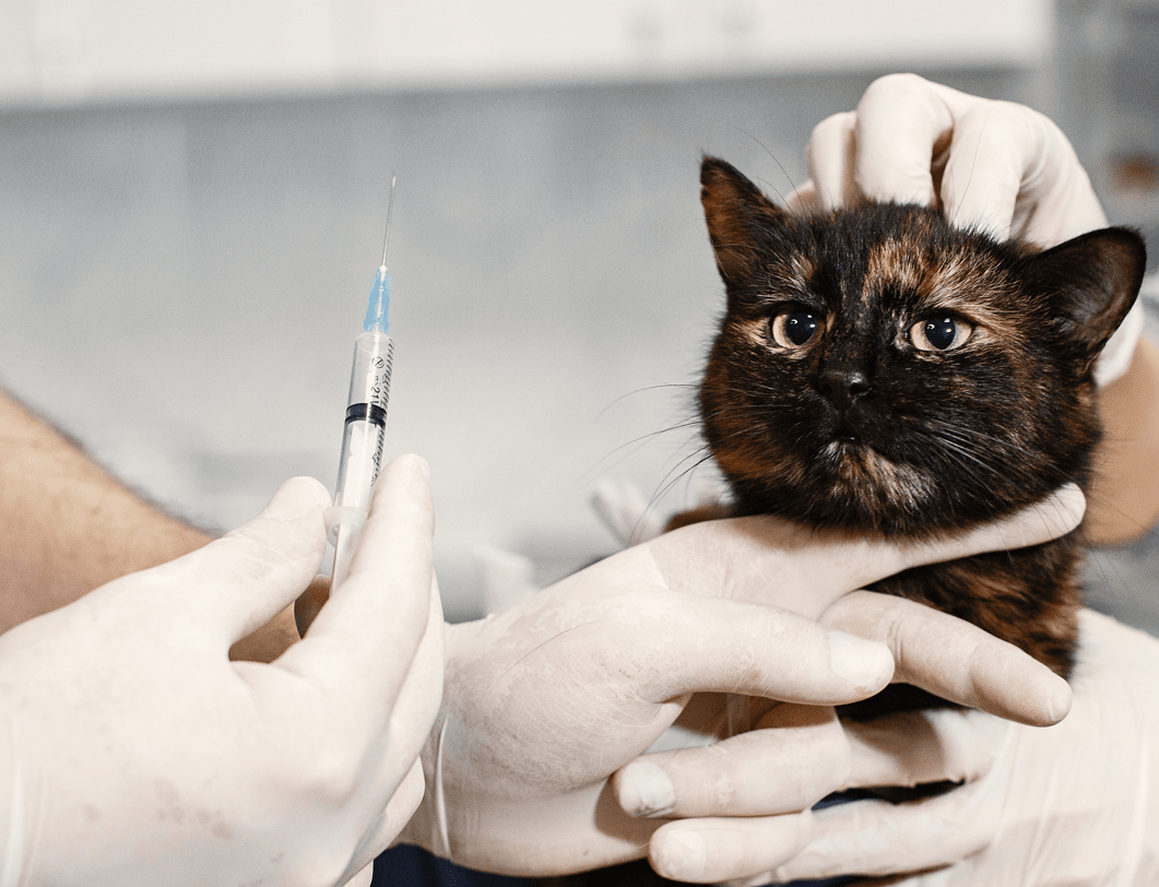 Harga Vaksin Kucing di Indonesia Ternyata Gak Mahal Loh! Ini Kisaran Harganya