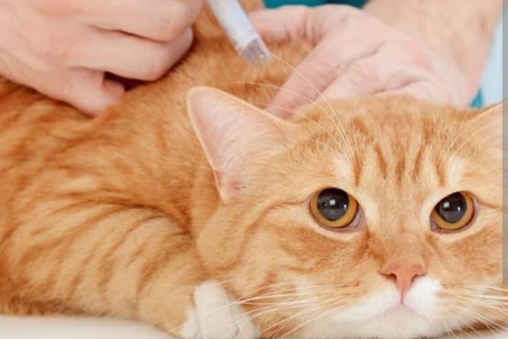 Jenis Vaksin yang Mesti Diberikan pada Kucing Peliharaanmu dan Manfaatnya