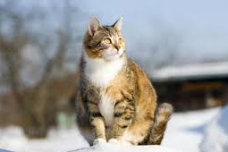 Cat Lovers Harus Tahu, Ada 4 Penyakit yang Paling Rentan Menyerang Kucing Saat Sedang Hamil