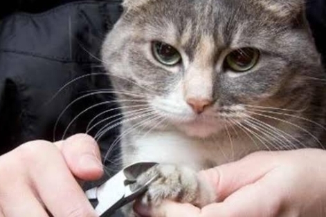 Jangan Asal-asalan, Perhatikan Tips Ini Jika Memotong Kuku Kucing