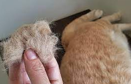 Bahaya Hairball untuk Kucing, Gejala Ringan Bisa Berakibat Fatal