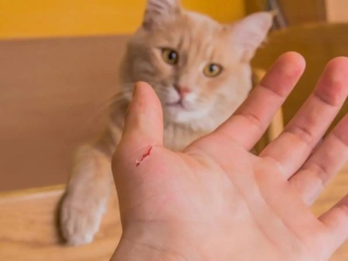 Waspada, Efek Berkelanjutan Akibat Cakaran Kucing Bisa Memicu Infeksi Serius