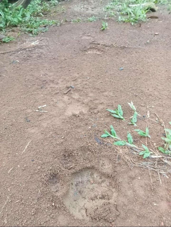 Jejak Seperti Telapak Harimau Ditemukan di Perkebunan Wilayah Kabupaten Bengkulu Tengah, Begini Penampakannya