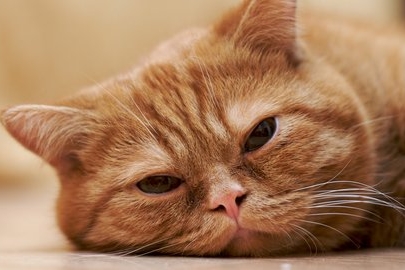 Kucing Peliharaanmu Kelihatan Lesu? Simak Tips-Tips Berikut 