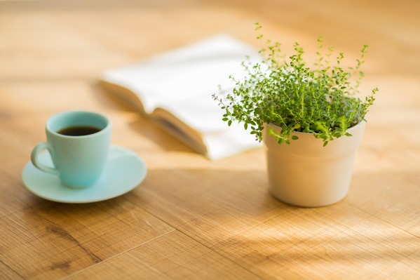 Jangan Dibuang! Air Kopi Ternyata Bisa Suburkan Tanaman, Simak Cara Penggunaannya