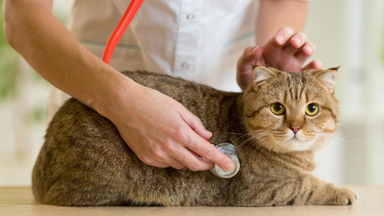 Khawatir Kucing Terinfeksi Cacingan? Segera Periksa dan Lakukan Pertolongan Pertama! Begini Caranya