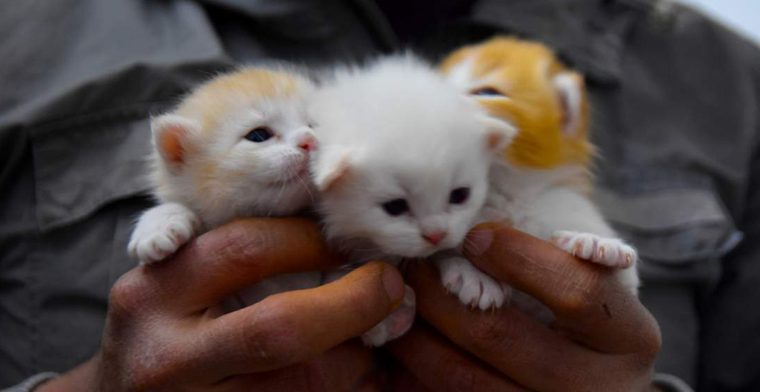 Ternyata Merawat Anak Kucing yang Baru Lahir Tidak Begitu Susah Loh! Ini Tips yang Bisa Cat Lovers Terapkan