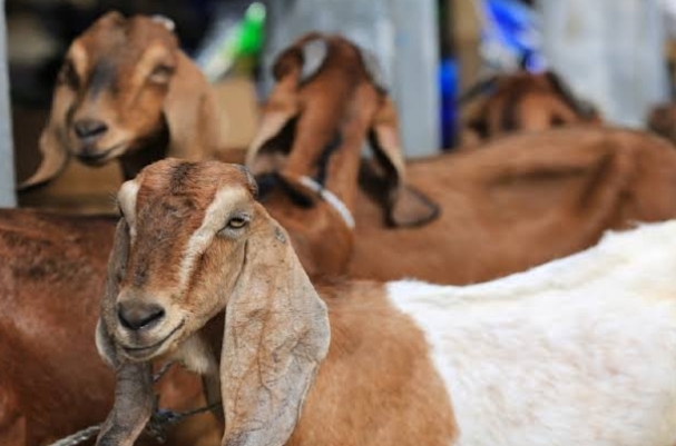 Ustadz Khalid Basalamah Sebut Daging Tersehat di Dunia adalah Daging