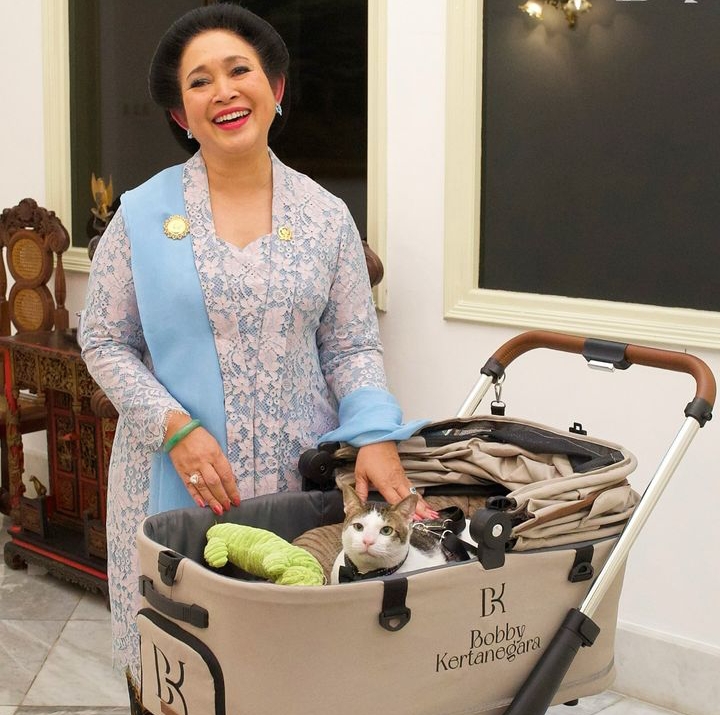 Fantastis! Segini Harga Stroller Bobby Kertanegara, Kucing Kampung Penghuni Istana Negara