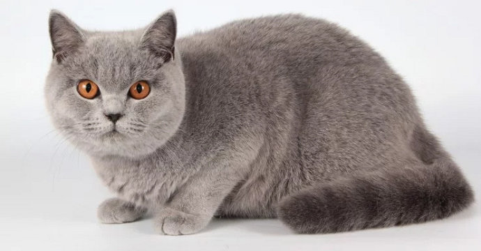 Ras Tertua di Dunia, Ini Dia Fakta Kucing British Shorthair Selengkapnya 