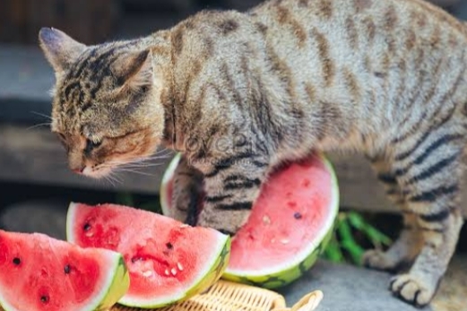 Kaya Manfaat untuk Manusia, Bolehkah Buah Semangka Diberikan kepada Kucing? Simak Penjelasannya