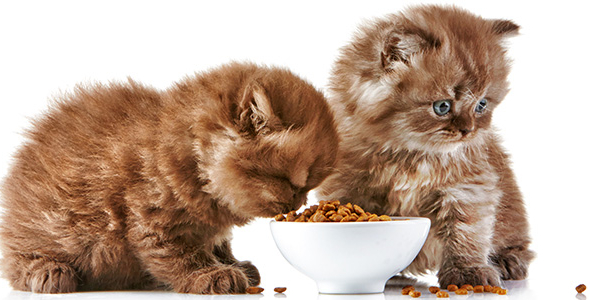 Bagaimana Aturan Makan Kitten yang Tepat? Pemilik Anabul Wajib Tahu!