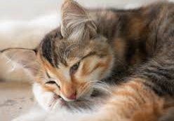 Penanganan Kucing Pasca Diare, 8 Langkah Ini Harus Dilakukan Agar Anabul Cepat Pulih