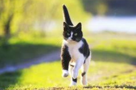 Kucing Mendadak Hiperaktif, Apakah Normal? Berikut Penjelasannya 
