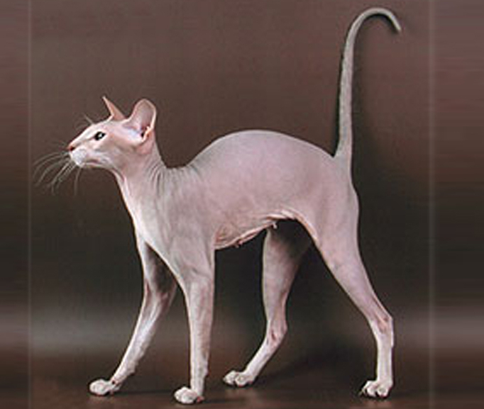 Mengenal Ras Peterbald yang Sering Disebut Kucing Botak, Ternyata Hasil Persilangan dari