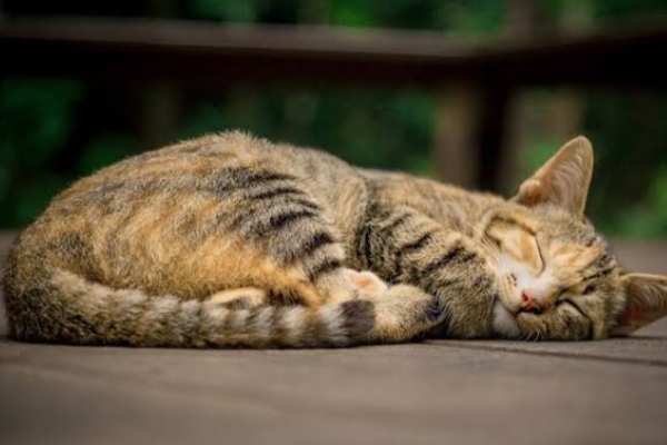 Berikut Tanda-Tanda Kucing Peliharaan Sakit dan Harus Dibawa ke Dokter