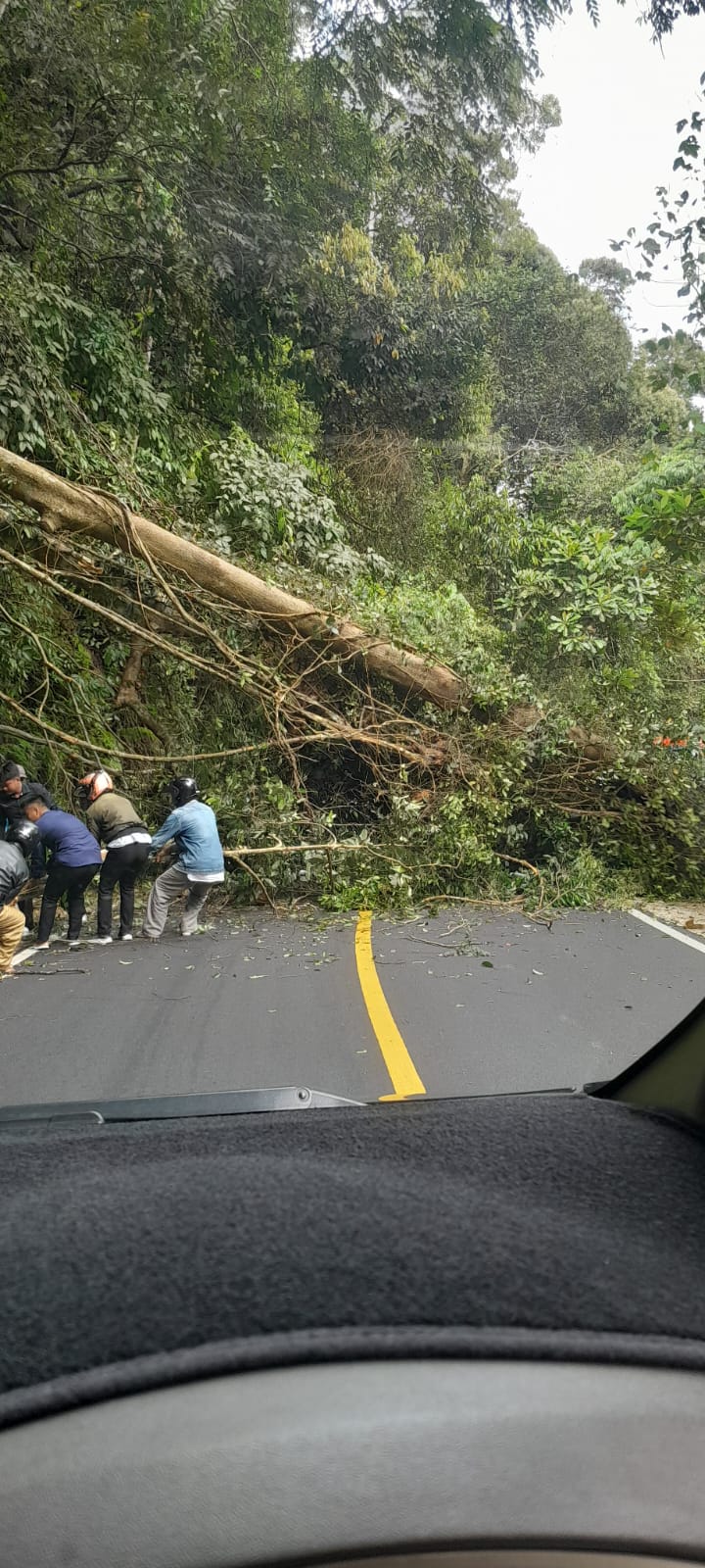 Pohon Tumbang di Liku Sembilan, Akses Jalan Lintas Bengkulu-Kepahiang Lumpuh