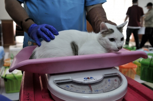 Terpecahkan! Ternyata Segini Berat Badan yang Ideal untuk Kucing Dewasa