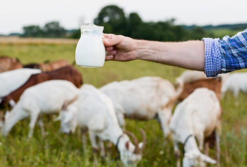 4 Rekomendasi Dokter Susu Kambing Etawa untuk Kesehatan Tulang dan Sendi