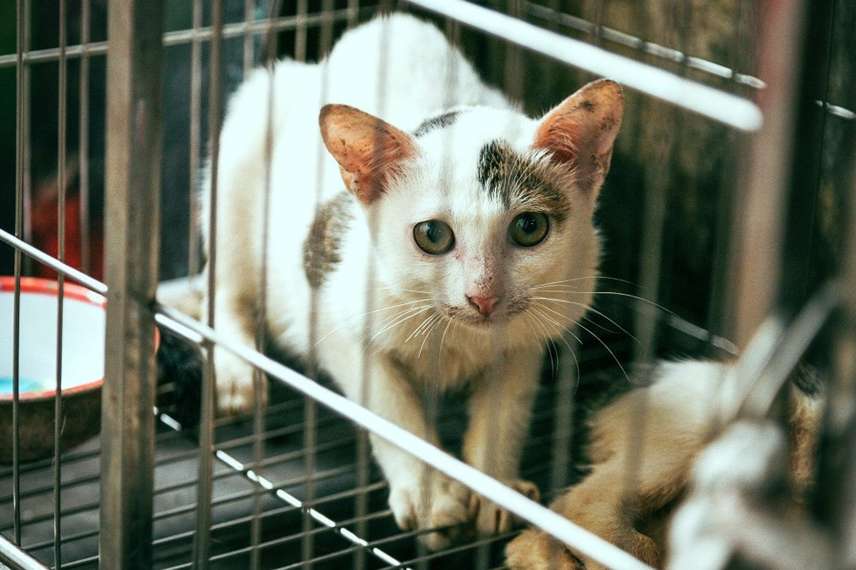 Ternyata Kucing yang Baru Selesai Divaksin Harus Dikandang, Berapa Lama?