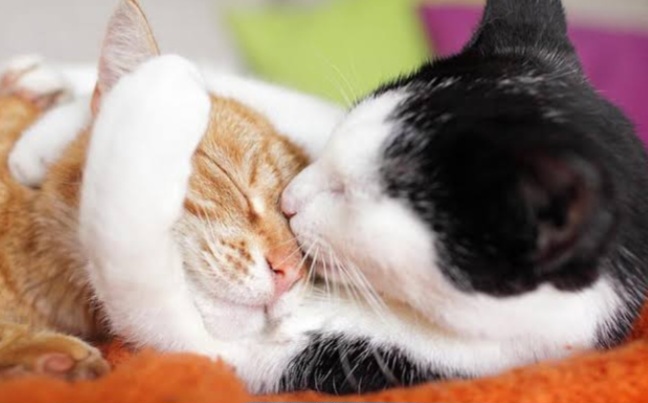 Kenali Tanda-Tanda Kucing Peliharaanmu Sedang Birahi Minta Kawin