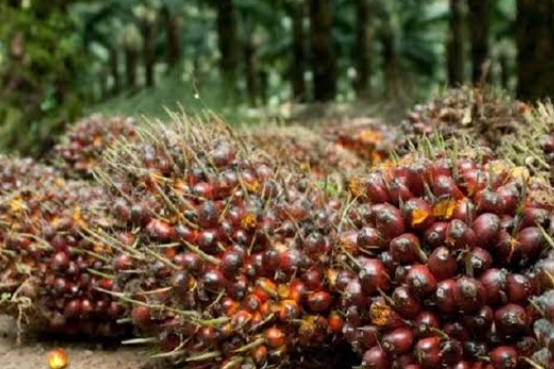 3 Pabrik Sawit di Bengkulu Tengah Beroperasi Tanpa Kebun Inti, Dinas Bantah Lakukan Pembiaran