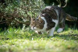 Luar Biasa! Kucing Tercatat Sebagai Hewan dengan Desain Anatomi Tubuh Berburu Terbaik, Ini Faktanya