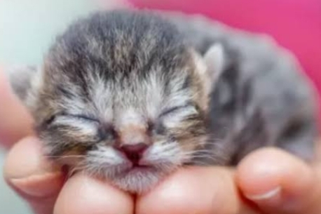 Ternyata Ini Penyebab Kenapa Mata Anak Kucing Tertutup Saat Baru Lahir